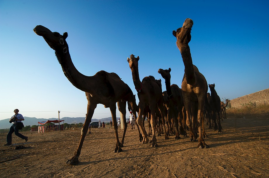 Fotograf szukający ciekawego ujęcia wielbłądów wracających na wieś (Pushkar Camel Fair)